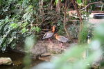 DSC_9196.JPG